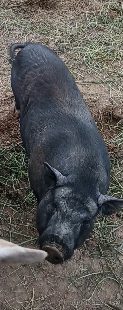 Predám vietnamské prasce