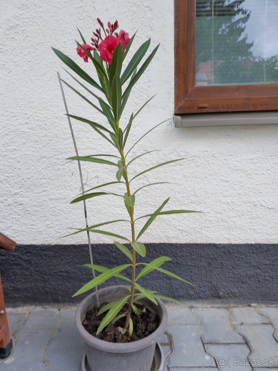 Predám oleander