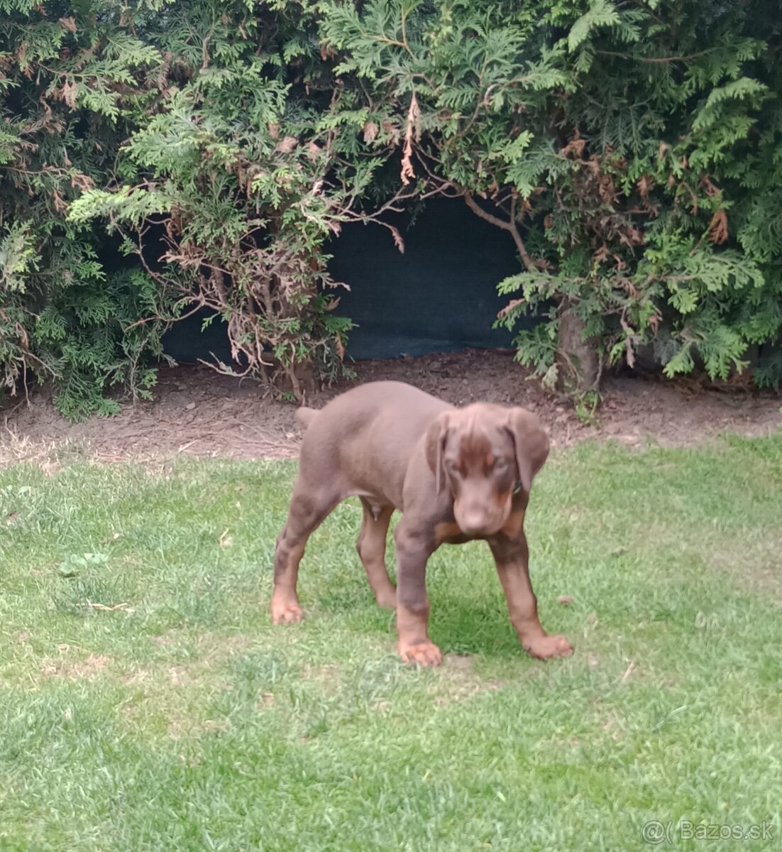Predám šteniatka Dobermana