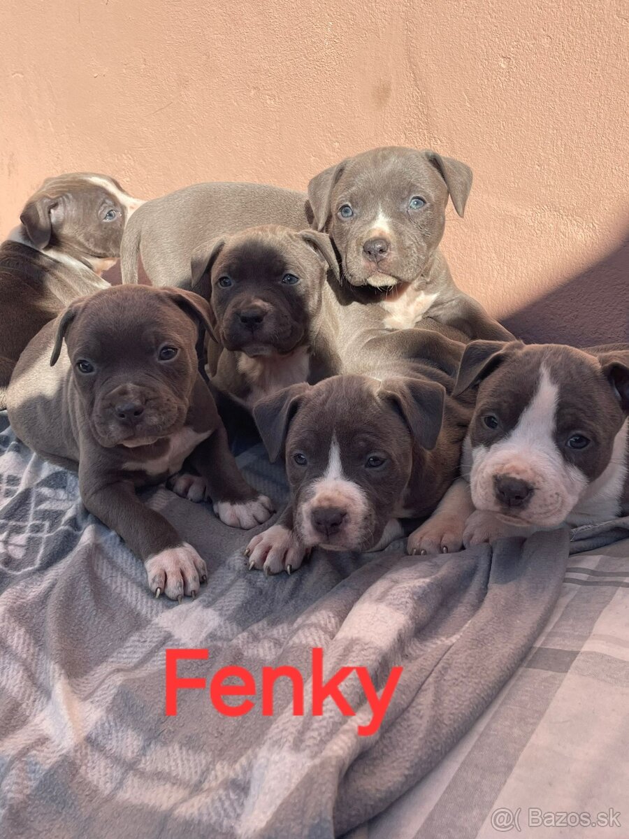 Americký stafordširský teriér