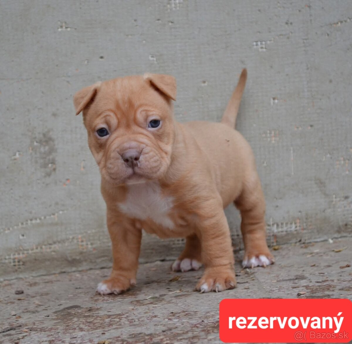 American bully pocket / sharpei