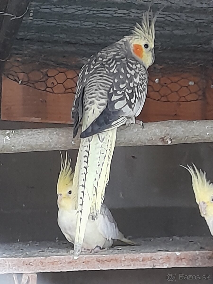 Predam korely a andulky