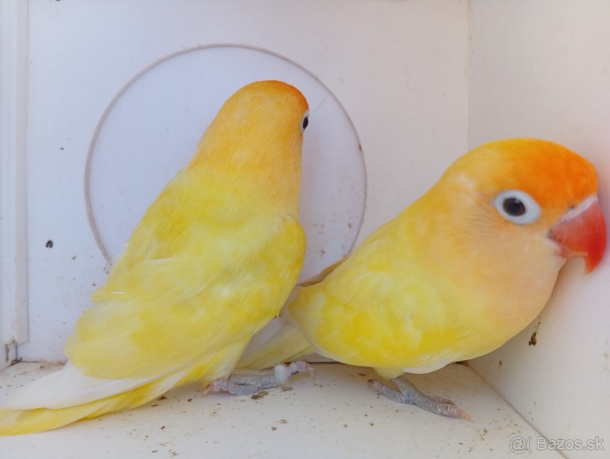 Agapornis Fischer