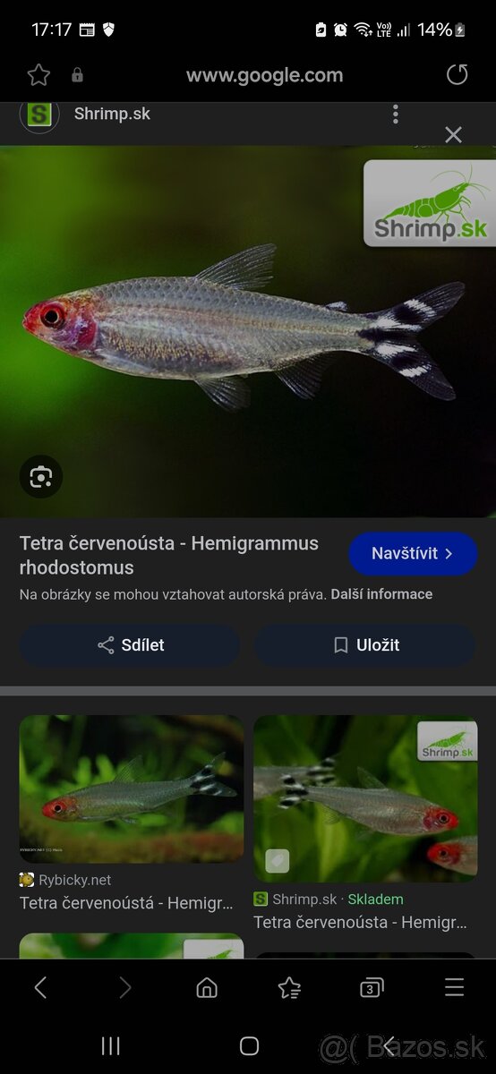 Tetra Cervenousta