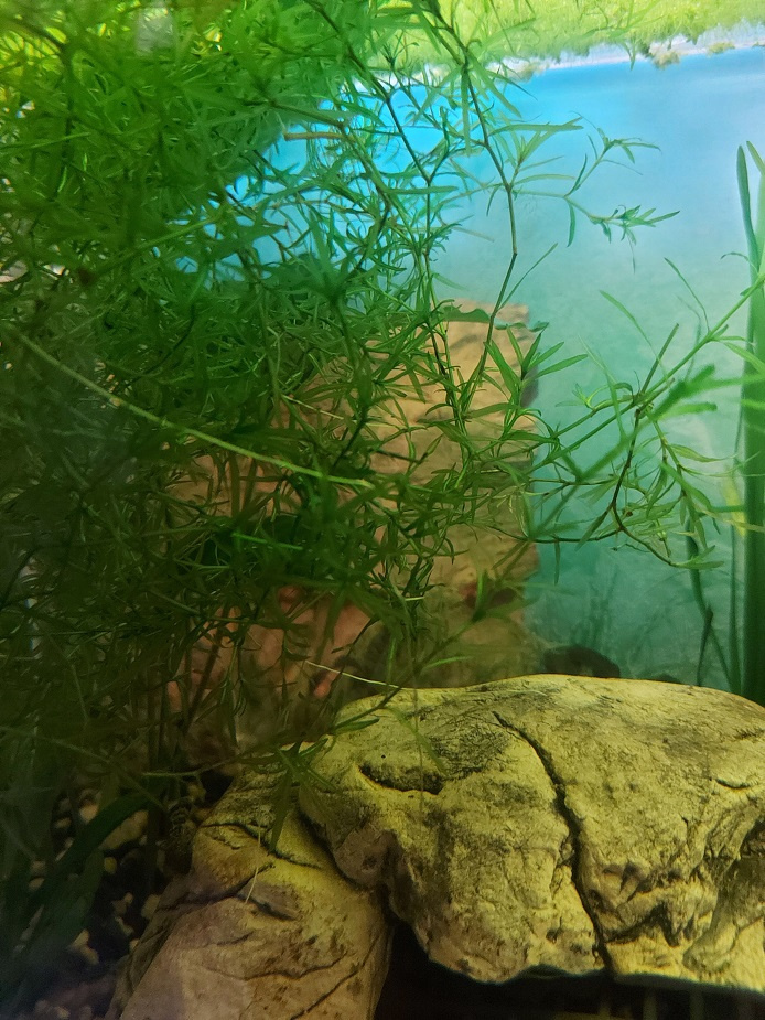 Akvarijná rastlina - Najas guadalupensis