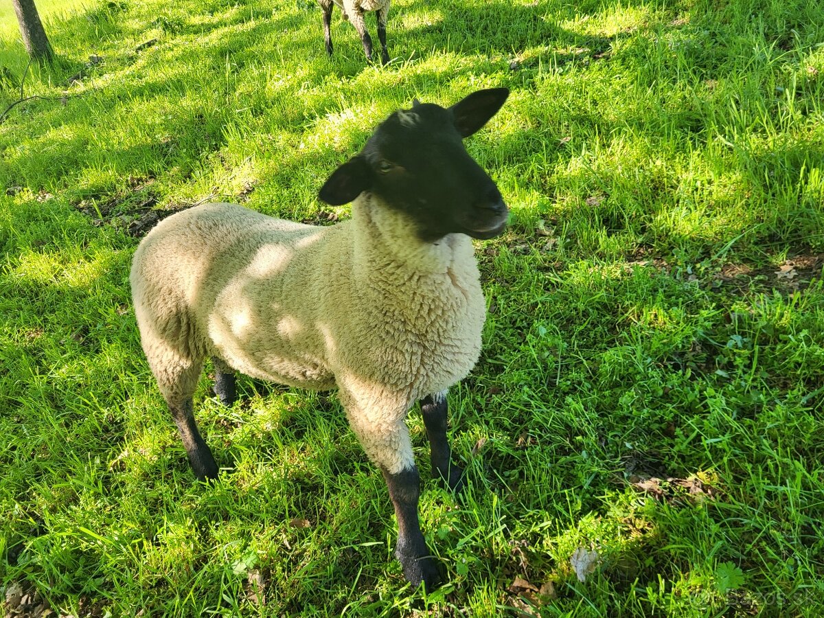 Jahňatá Suffolk