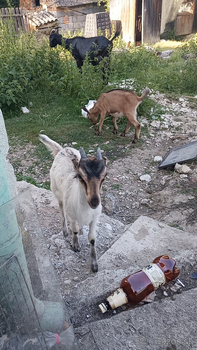 Ponúkame na predaj mladú kozičku