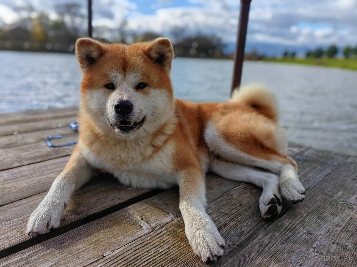 Akita inu - krytie