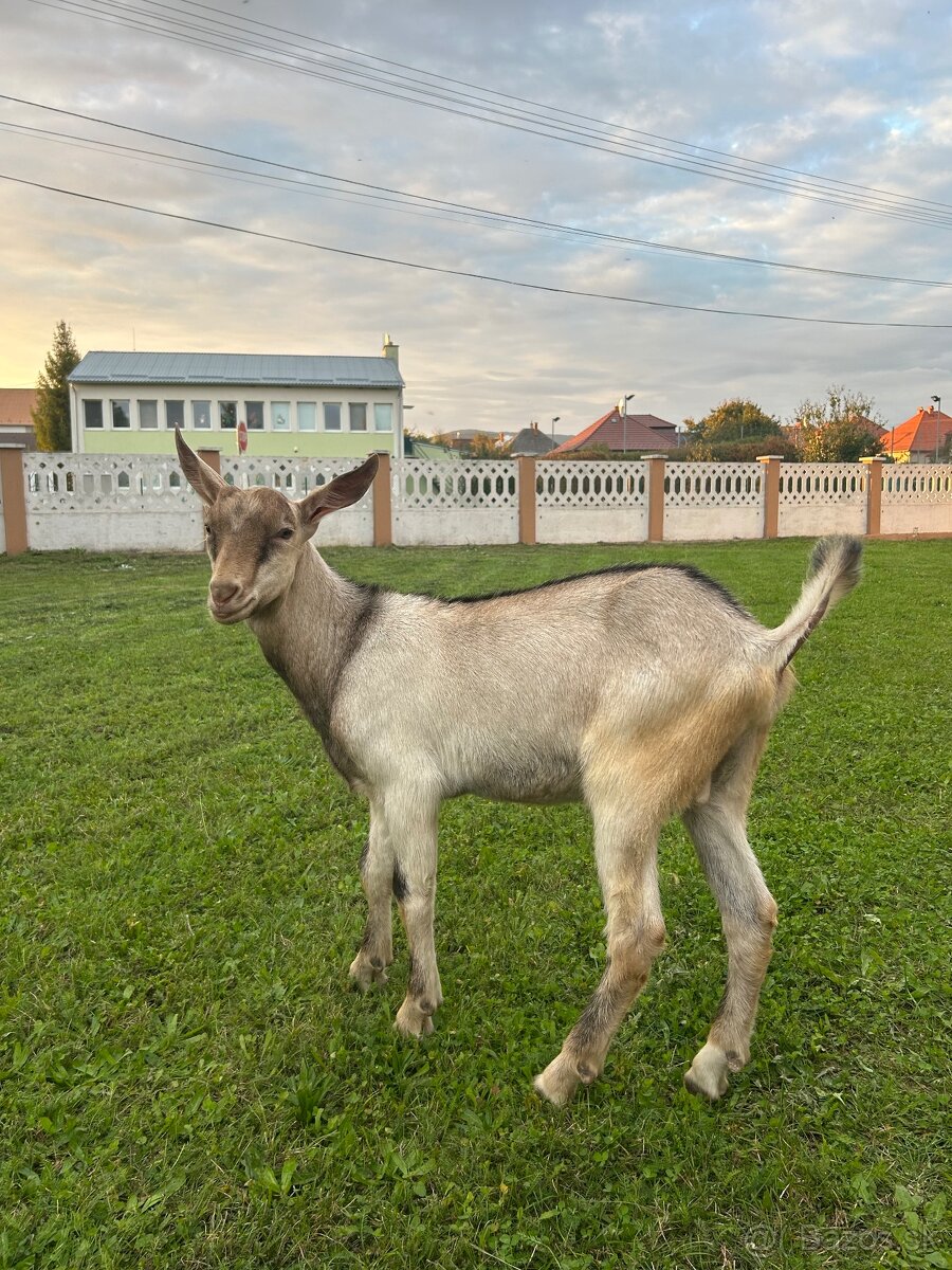 Predám mladého capka