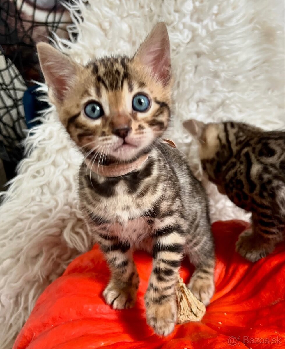 Krásne bengálske mačiatka na adopciu.