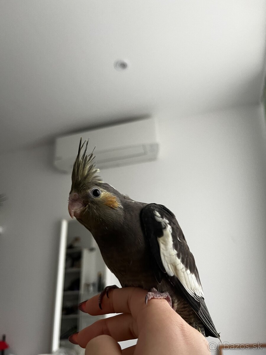 Ručne dokŕmená korela, krotká korela