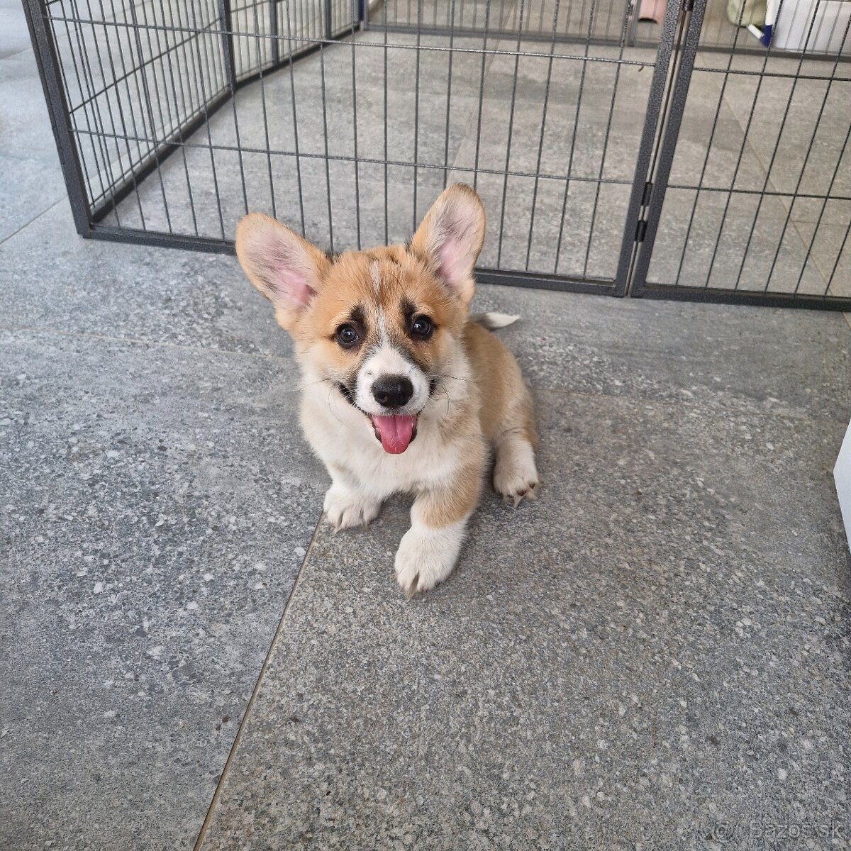 Welsh Corgi Pembroke