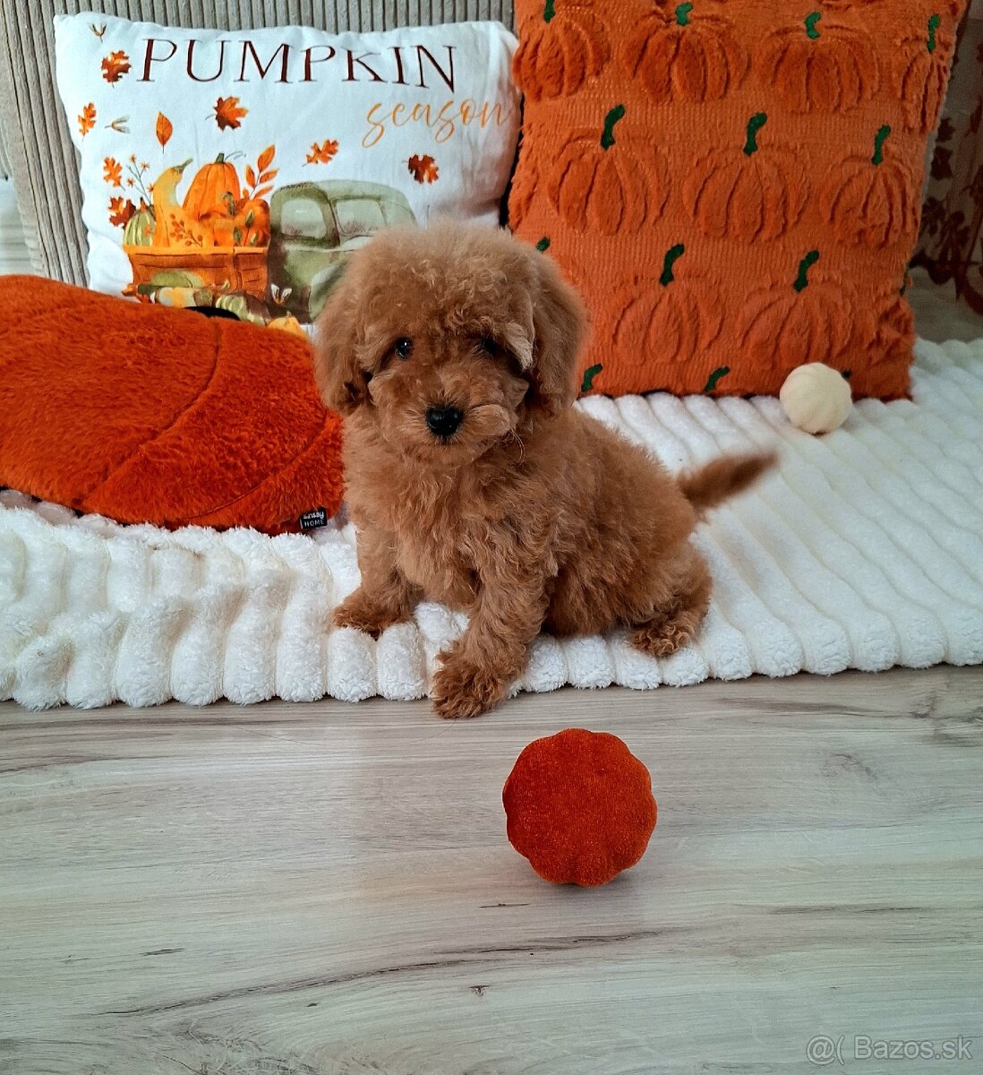 Maltipoo