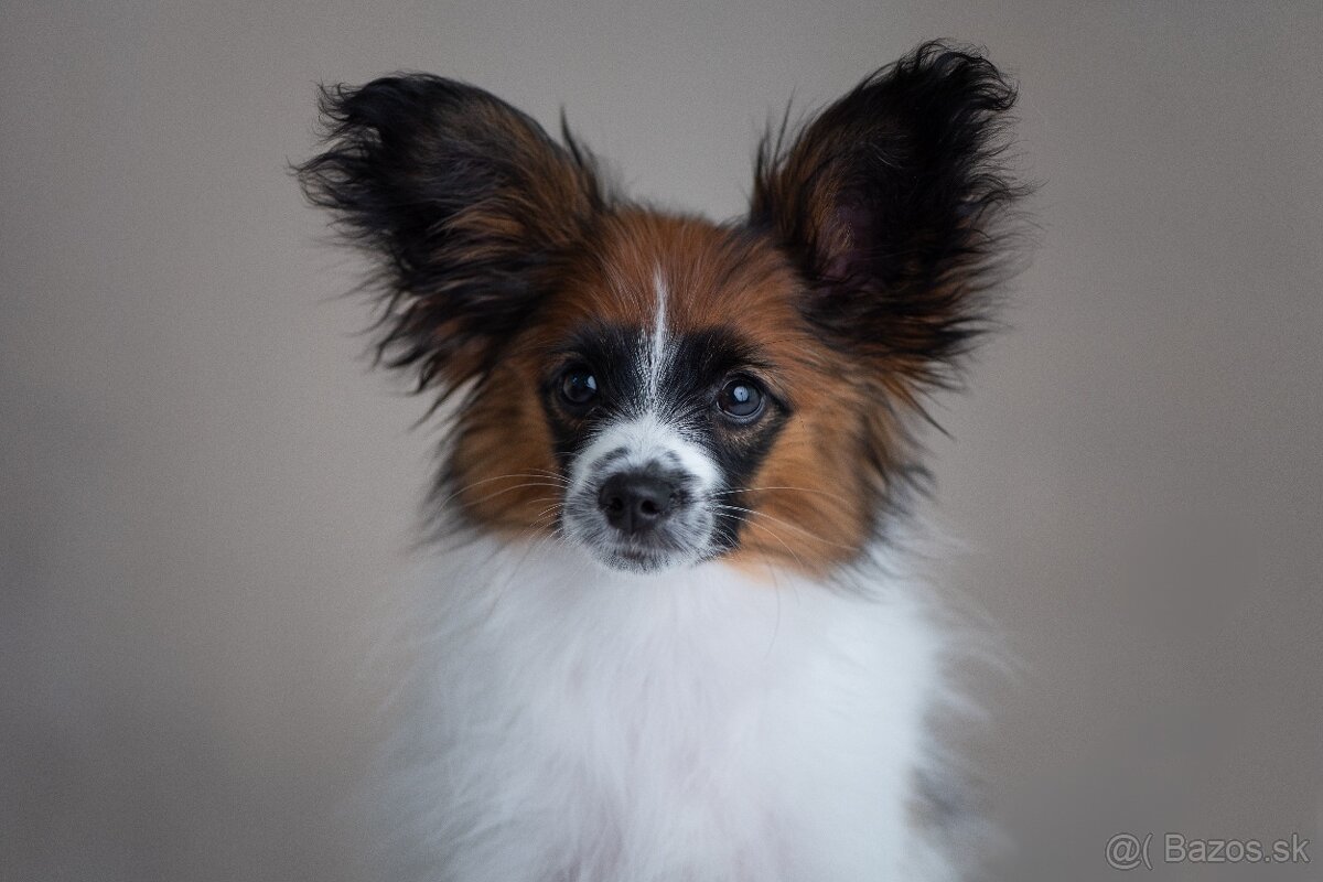 Papillon s PP
