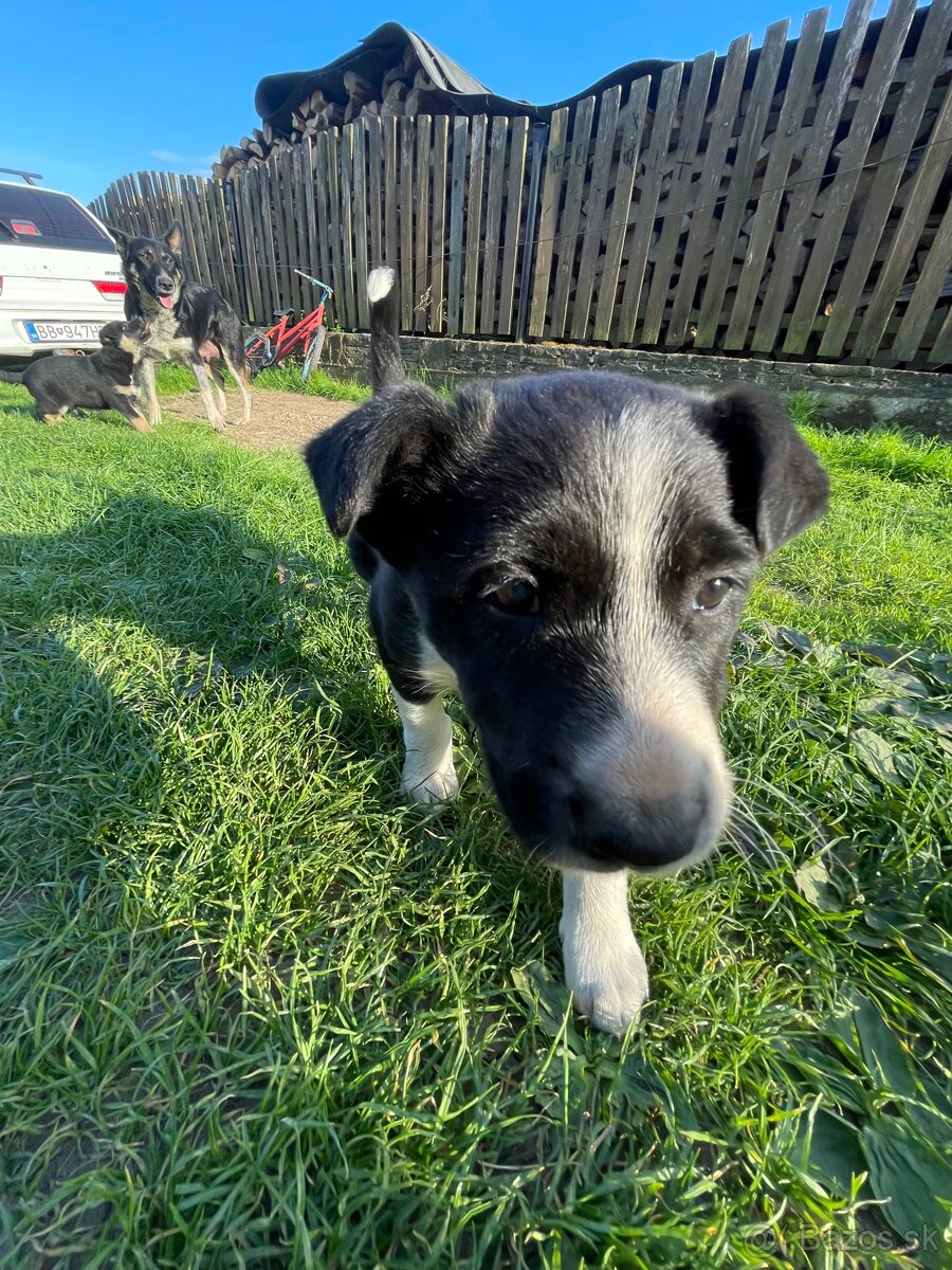 Šteniatka border kolia x nemecky ovčiak