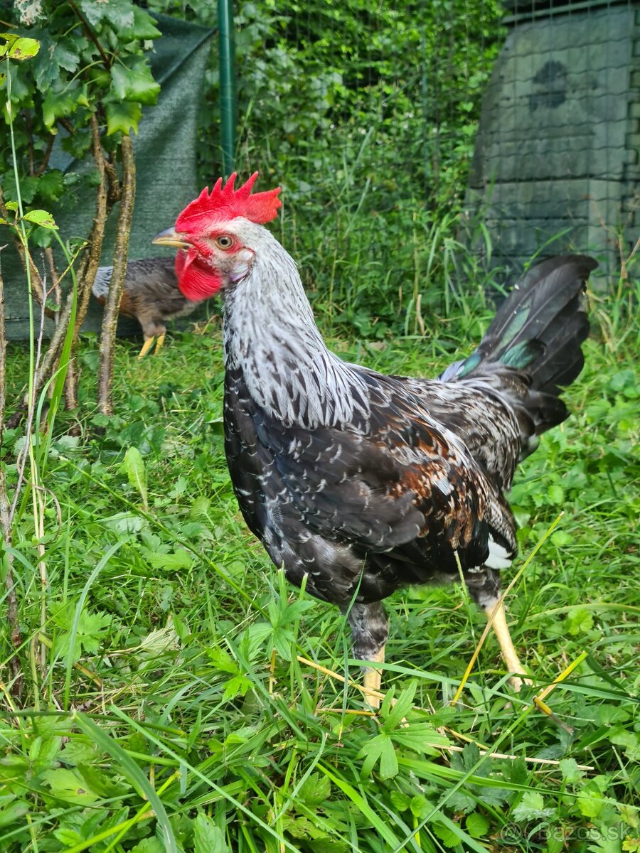 Vlaška jarabičia kohút