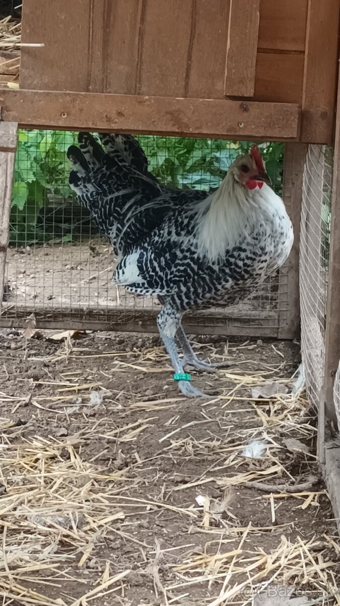 Brakelka strieborná