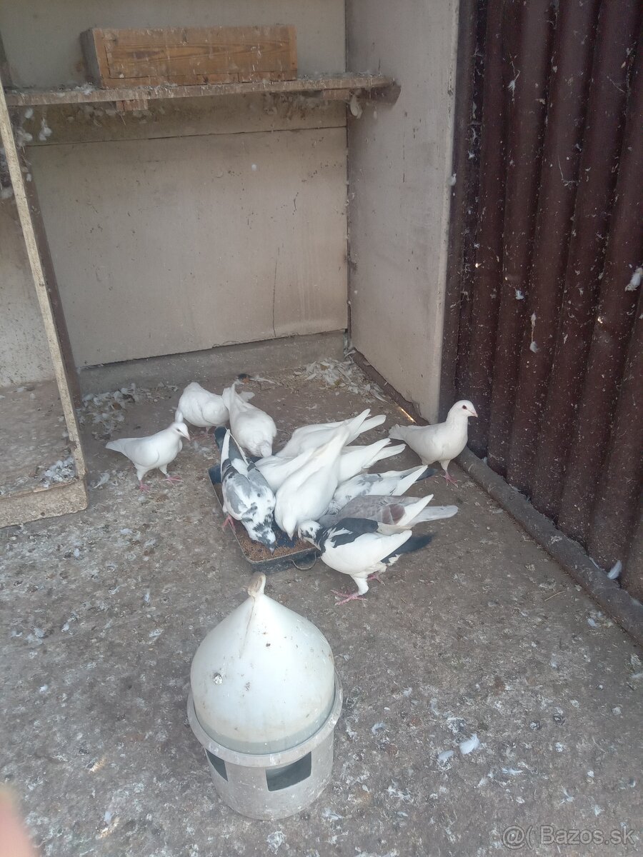 biele poštove holuby