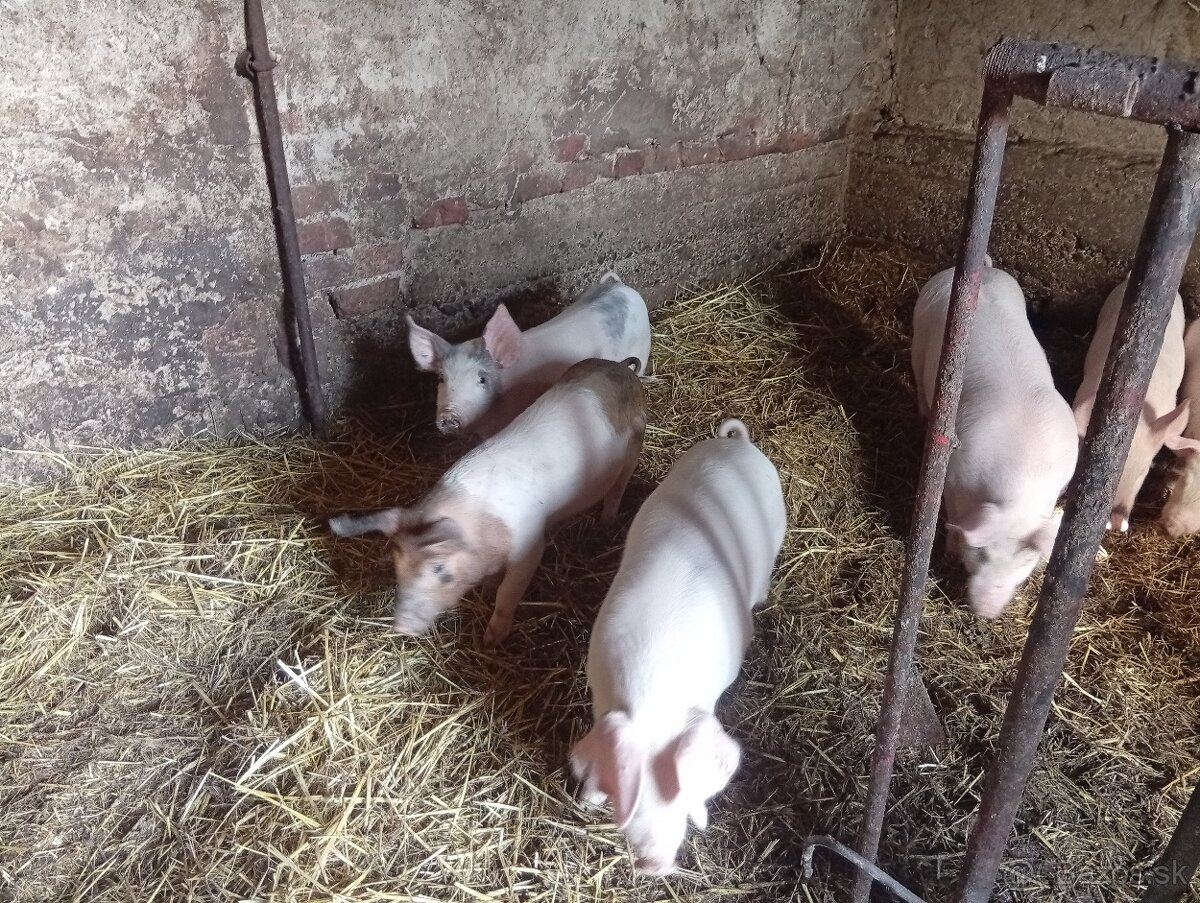 Predám odstavčata 20-25kg