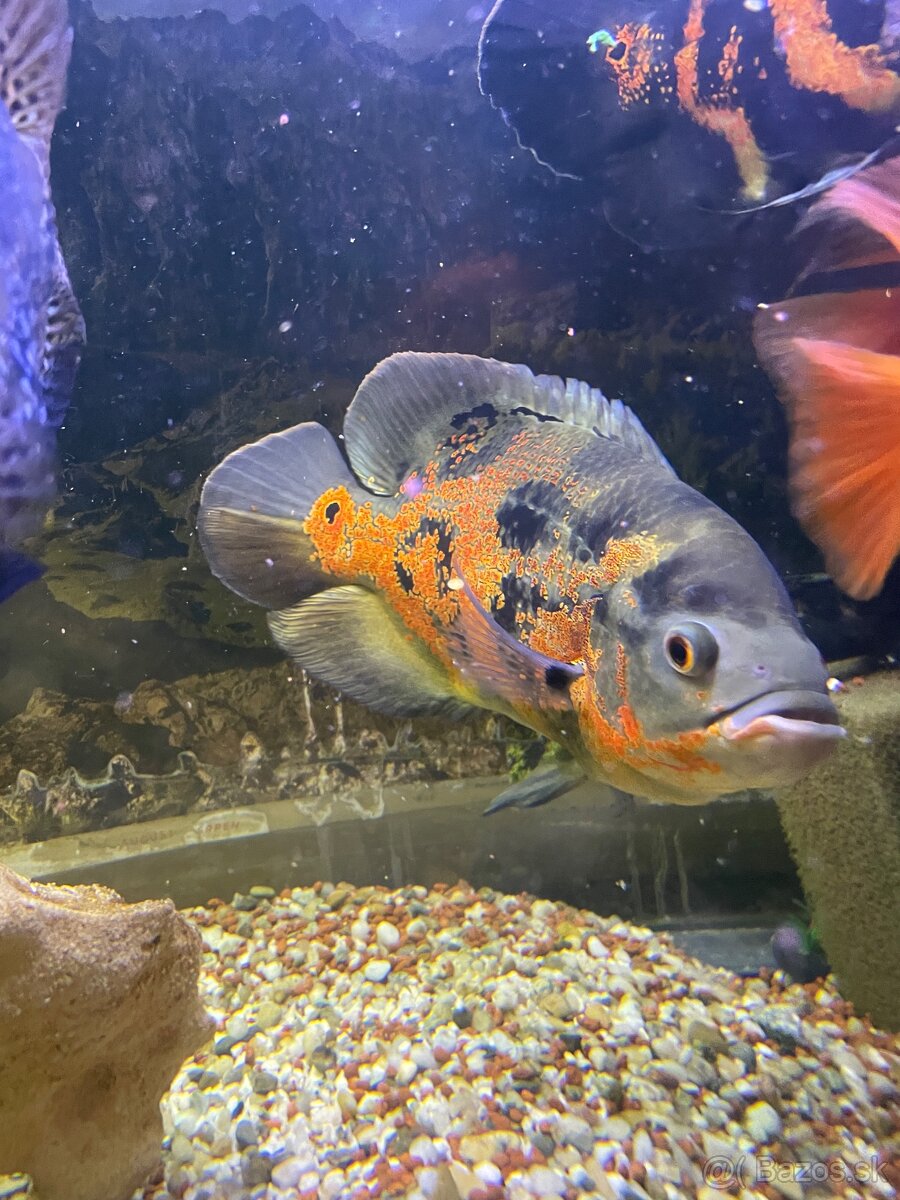 ocelatus cichlida pavia