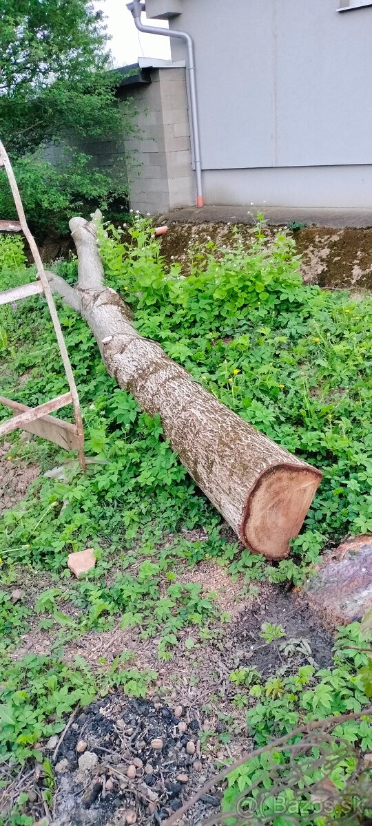 Orech drevo