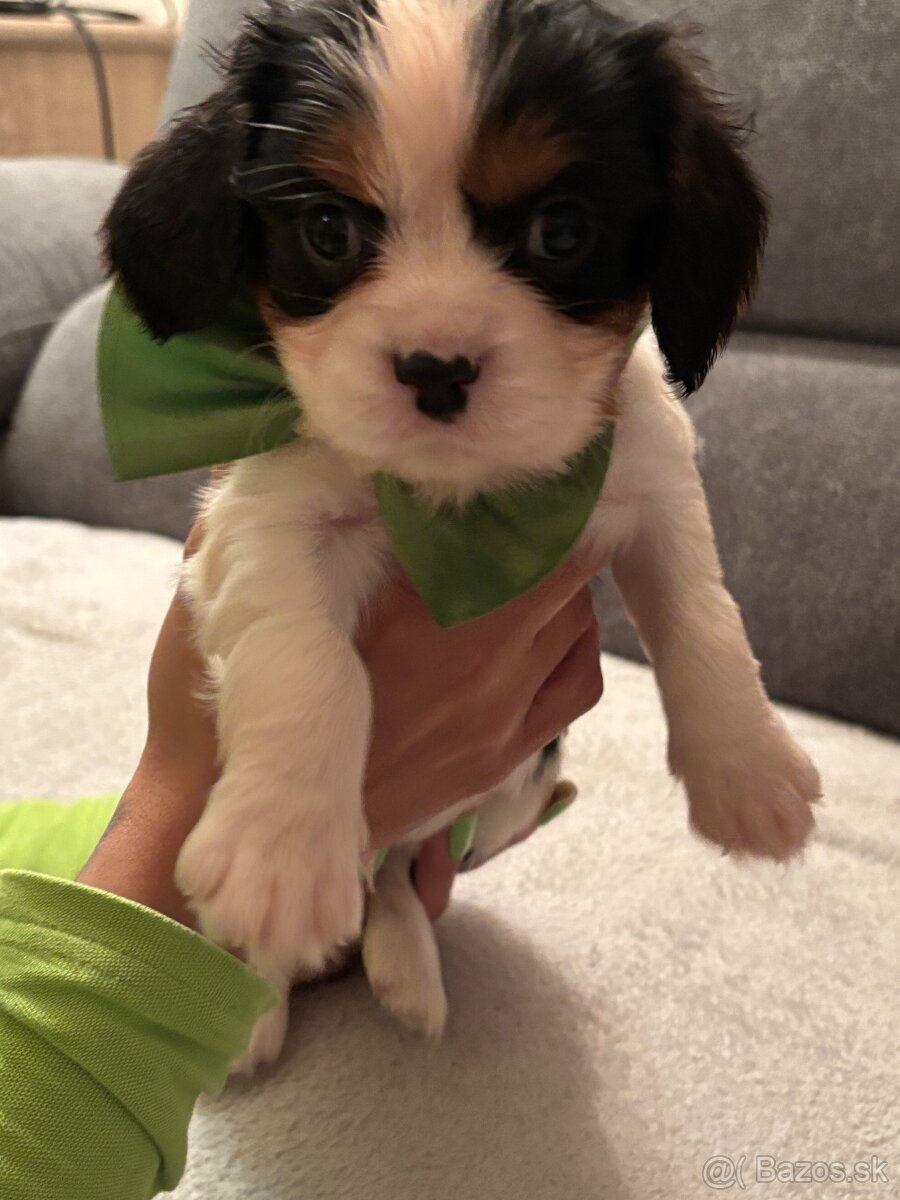 Cavalier King Charles Španiel