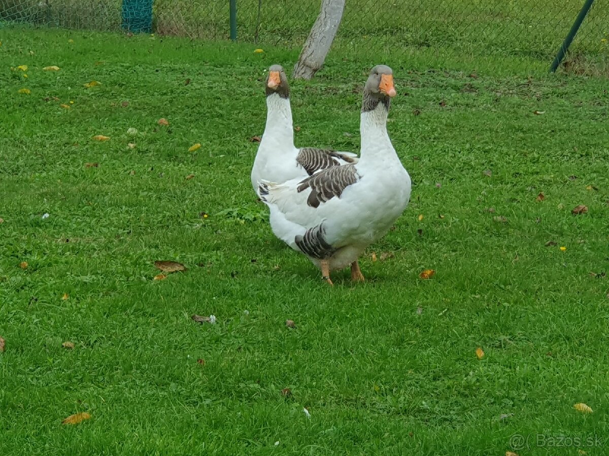 Pomaranske husy strakate