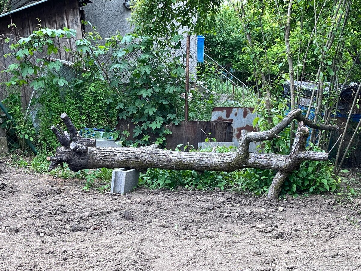 Predám hruškové drevo vhodné na umelecké spracovanie
