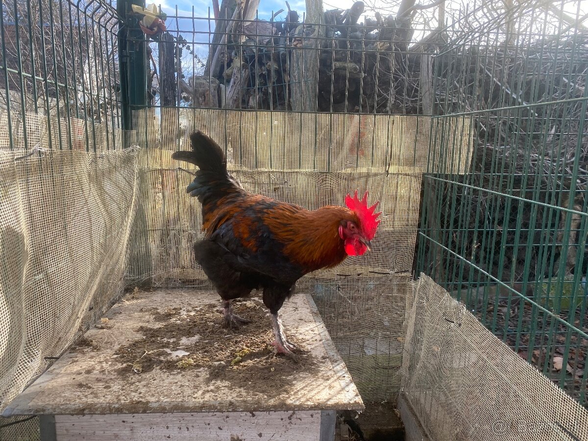 Predám kohúta Marans