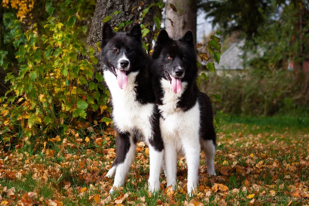 Šteniatka sibírsky husky /Kanadský eskimacky pes s PP -