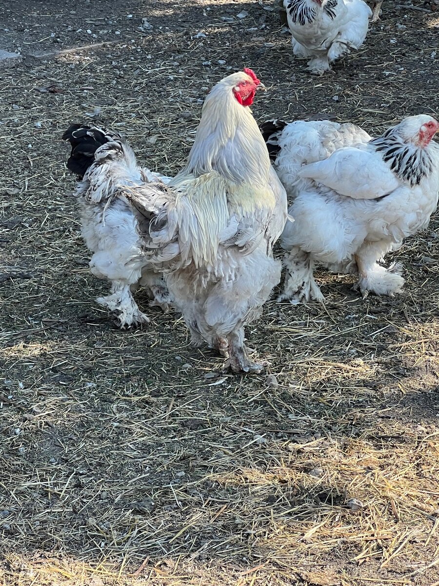 Brahmanky