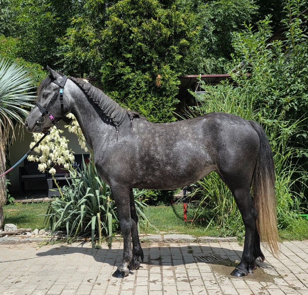 KRÁSNÁ PONY KOBYLKA PRO MALÉ PRINCEZNY