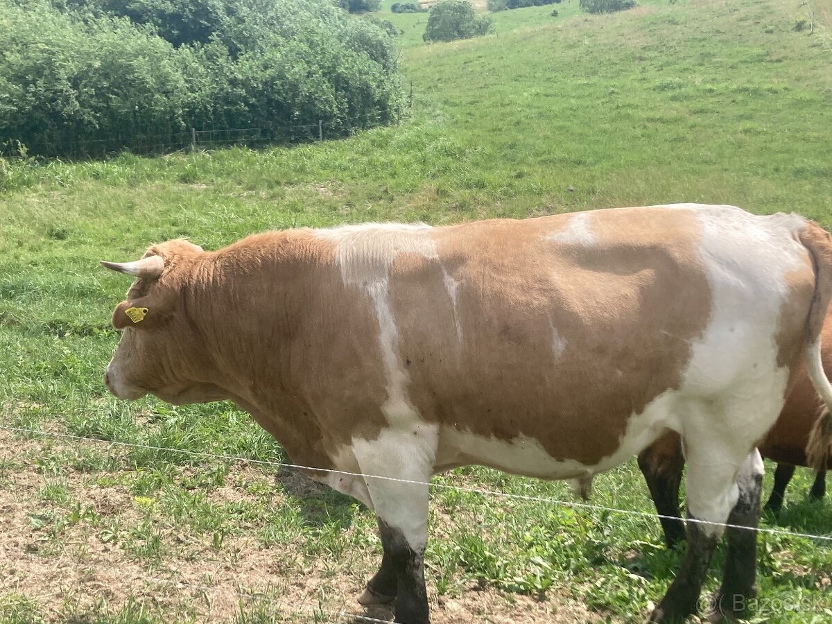 Predám býka