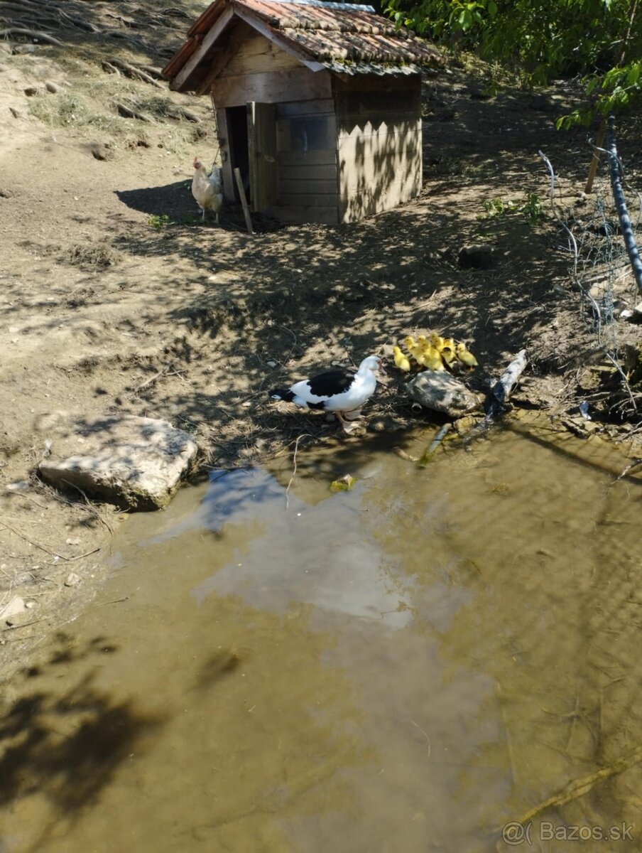 Predám čínske kačky