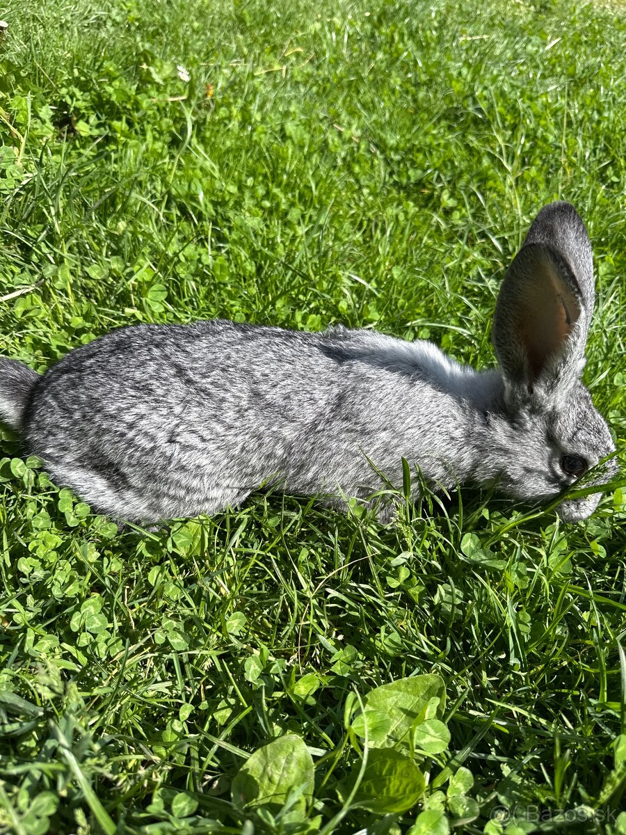 Zajace VSS a Činčila veľká strieborná
