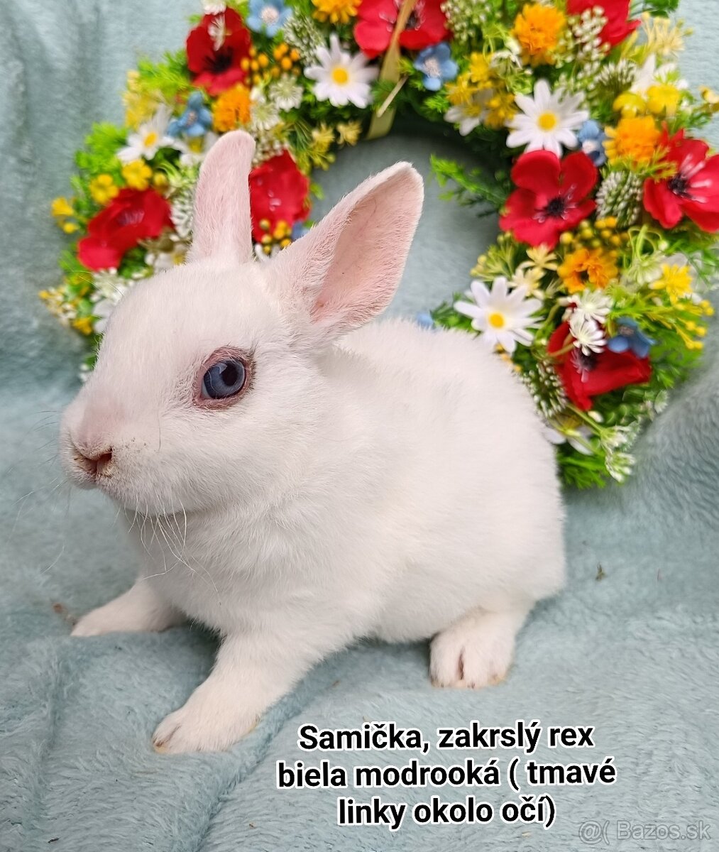 Zakrslé ( zdrobnené) rexy s VP mláďatká