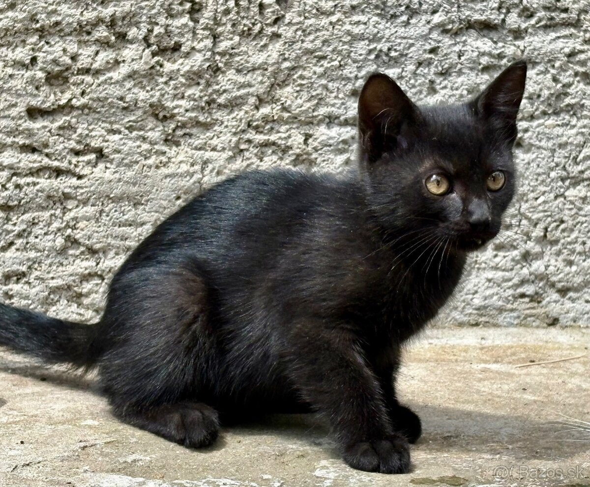 Darujem mačiatka