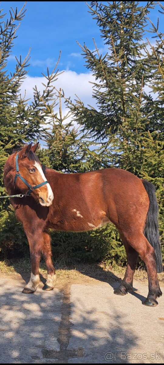 Predám pony kobylu