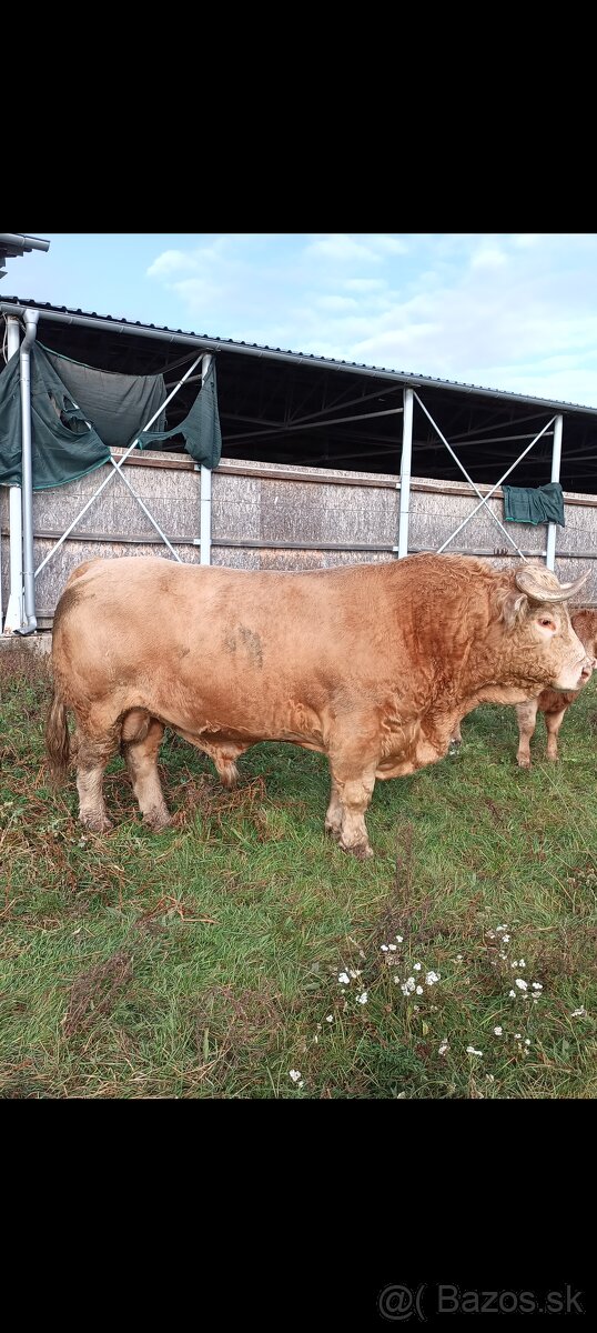 Predám býka