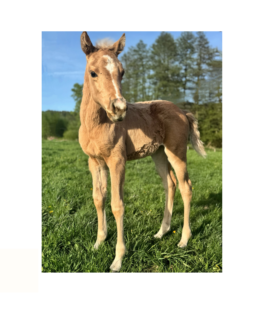 Palomino klisna American Quarter Horse po rodičích s LTE