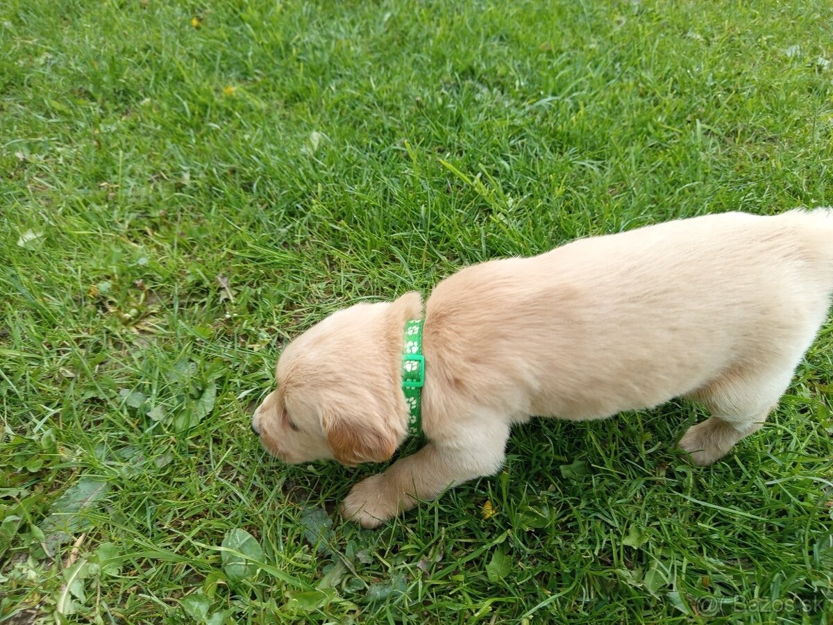 Zlatý retriever šteniatka