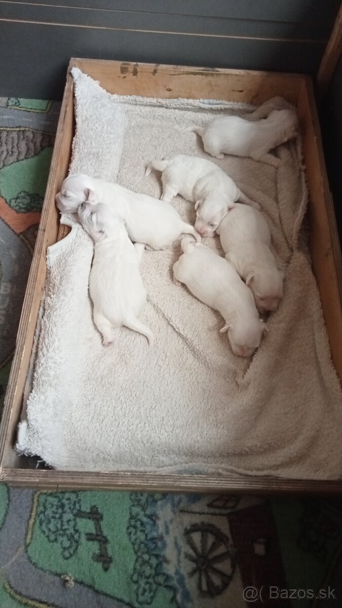 Predám mini maltezakou