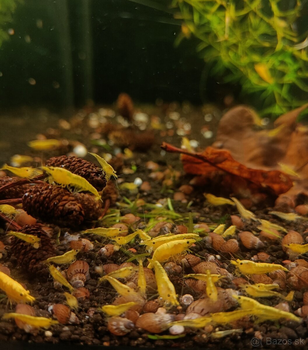 Krevetky neocaridina