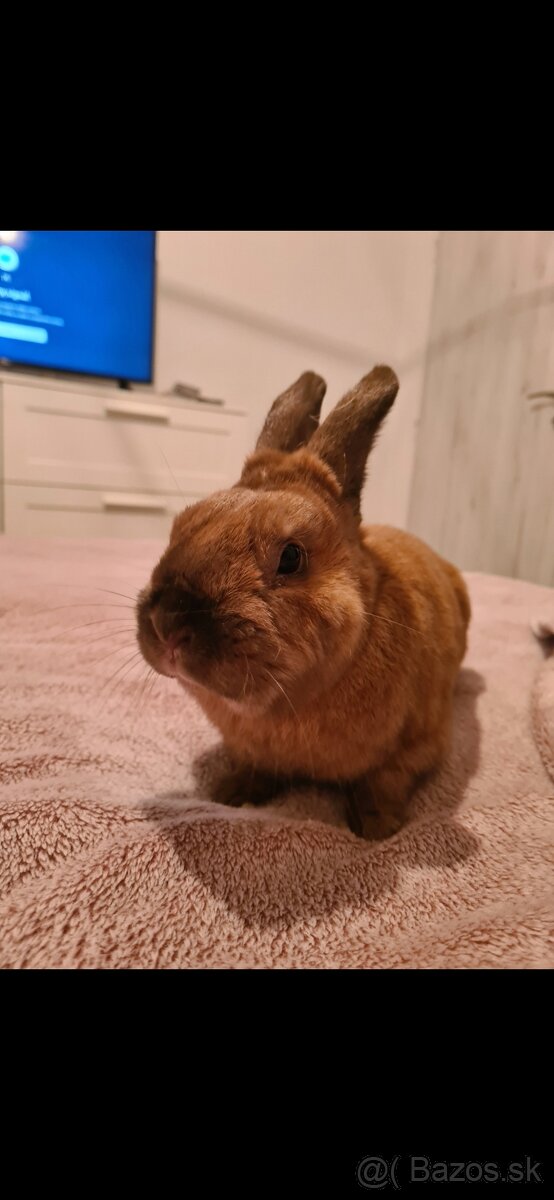 Darujem zajacika