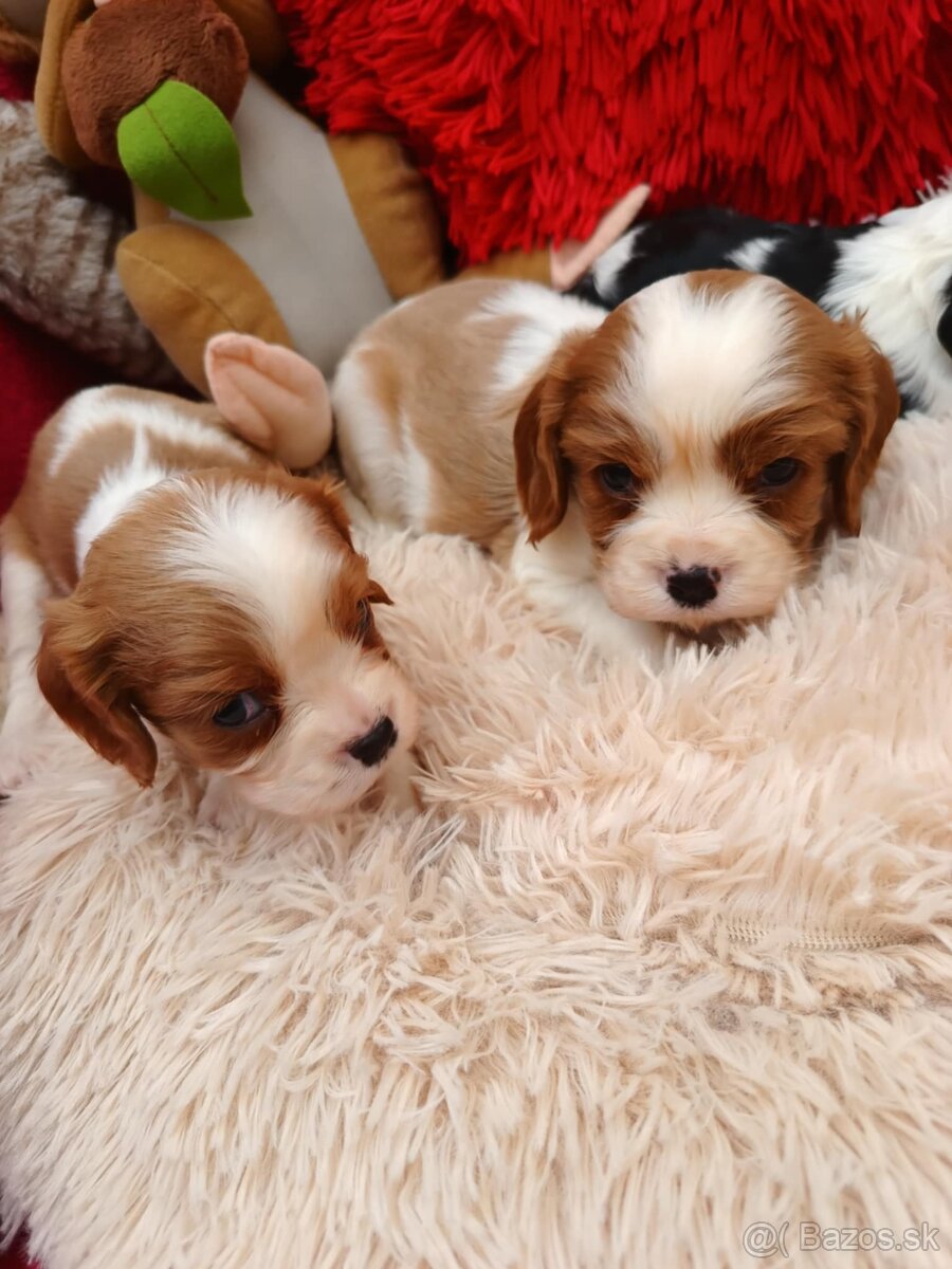 Cavalier king charles spaniel