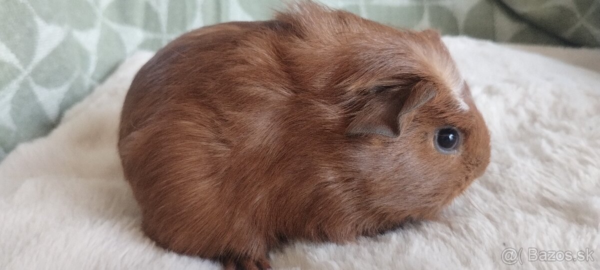 Morciatka