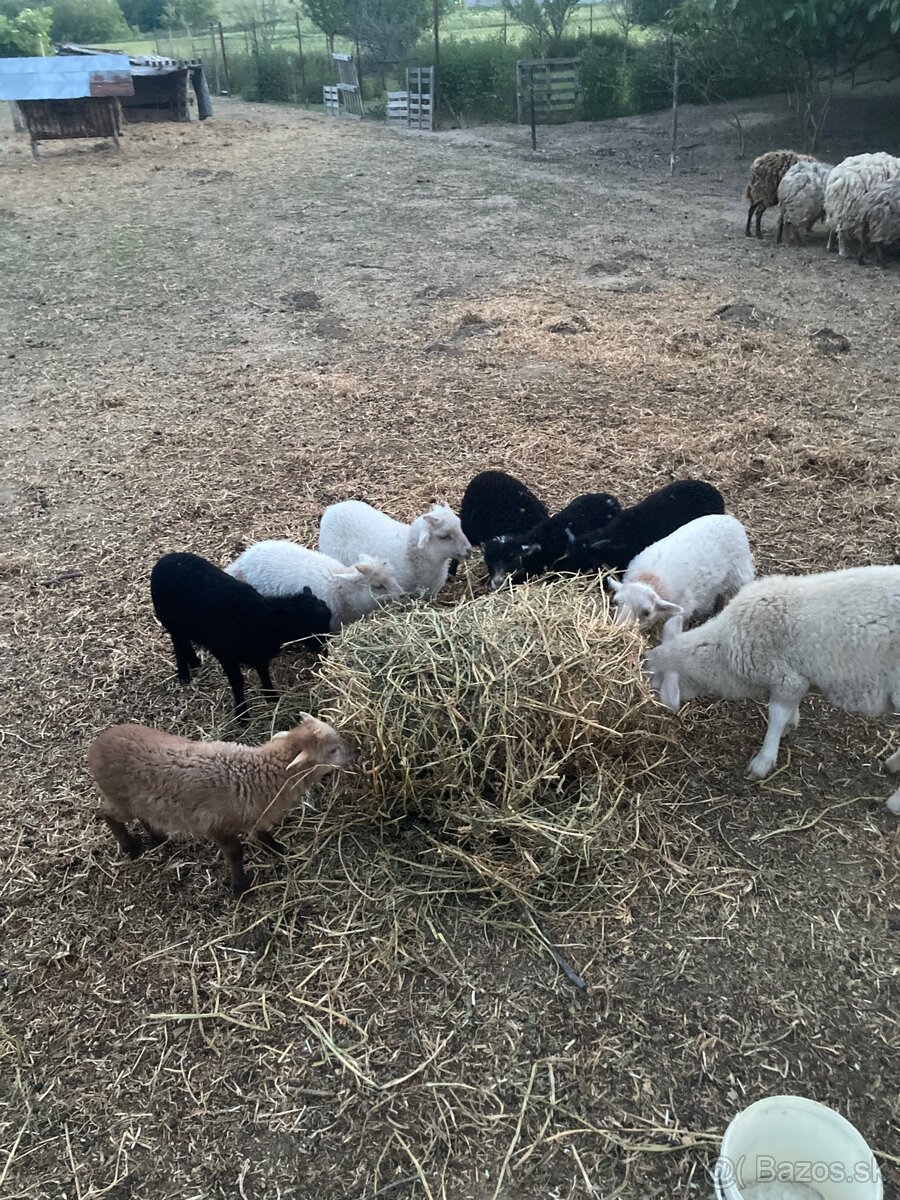 Oussantske ovečky-mini ovečky