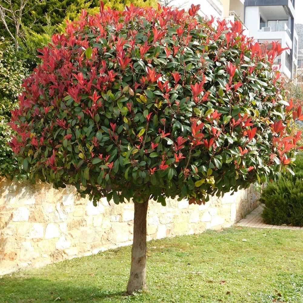 Photinia - červienka - Red Roses na kmienku 180 cm