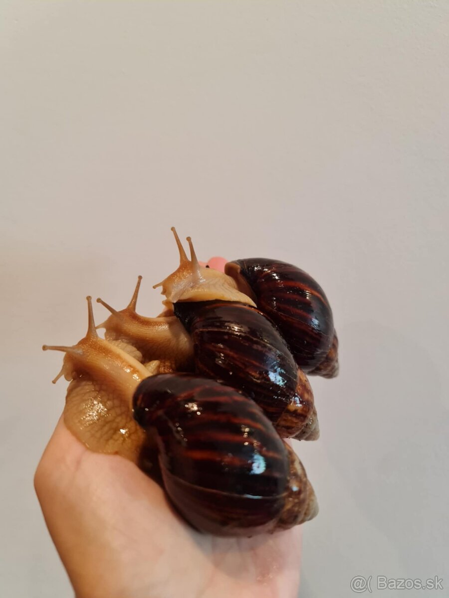 Africké slimáčiky