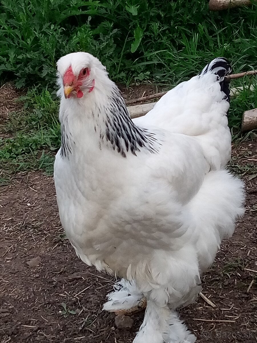 Brahmanky